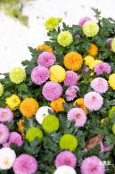 西丽生态公园花海&菊花展