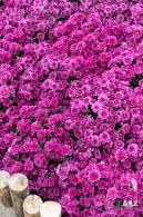 西丽生态公园花海&菊花展