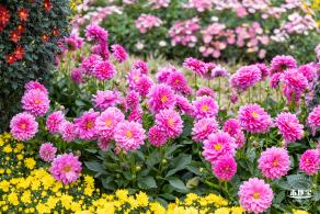 西丽生态公园花海&菊花展