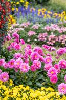 西丽生态公园花海&菊花展