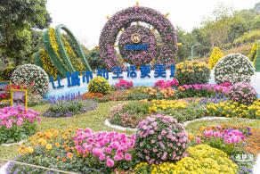 西丽生态公园花海&菊花展
