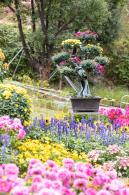 西丽生态公园花海&菊花展