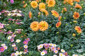 西丽生态公园花海&菊花展