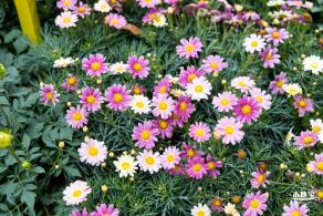 西丽生态公园花海&菊花展
