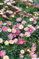 西丽生态公园花海&菊花展