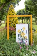 西丽生态公园花海&菊花展