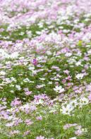 西丽生态公园花海&菊花展