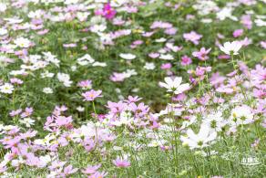 西丽生态公园花海&菊花展