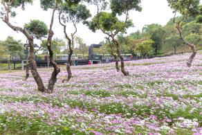 西丽生态公园花海&菊花展