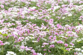 西丽生态公园花海&菊花展