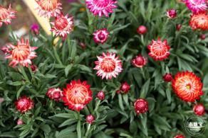西丽生态公园花海&菊花展
