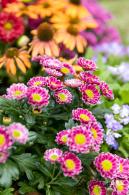 西丽生态公园花海&菊花展