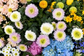 西丽生态公园花海&菊花展