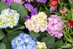 西丽生态公园花海&菊花展
