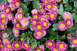 西丽生态公园花海&菊花展