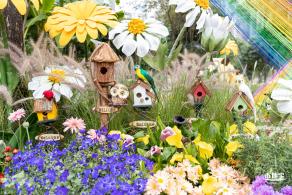 西丽生态公园花海&菊花展