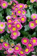 西丽生态公园花海&菊花展