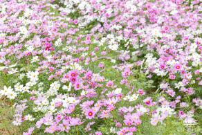 西丽生态公园花海&菊花展