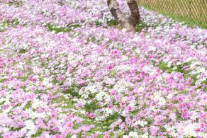 西丽生态公园花海&菊花展