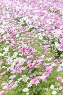 西丽生态公园花海&菊花展