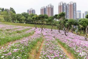西丽生态公园花海&菊花展