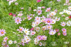 西丽生态公园花海&菊花展