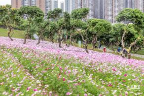 西丽生态公园花海&菊花展