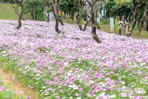 西丽生态公园花海&菊花展