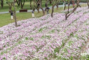 西丽生态公园花海&菊花展