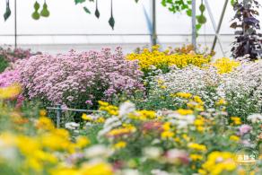 大鹏菊花展