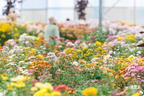 大鹏菊花展