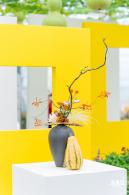 大鹏菊花展