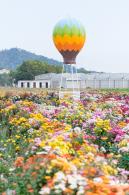 大鹏菊花展