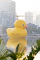 人才公园大黄鸭
