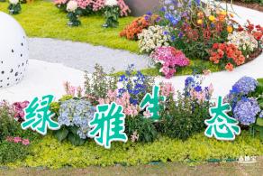 大鹏菊花展