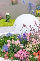 大鹏菊花展