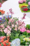 大鹏菊花展