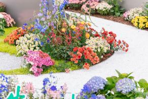 大鹏菊花展