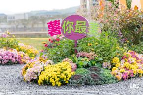 大鹏菊花展