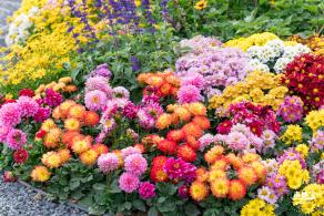 大鹏菊花展