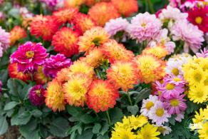大鹏菊花展
