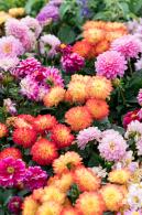 大鹏菊花展