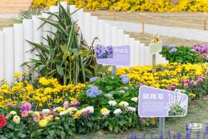 大鹏菊花展