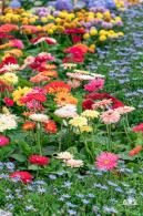 大鹏菊花展