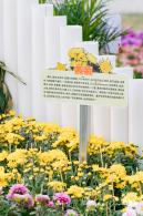 大鹏菊花展