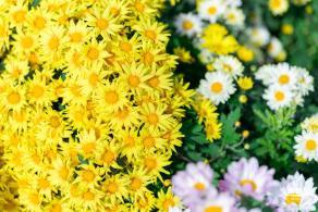 大鹏菊花展