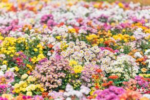 大鹏菊花展