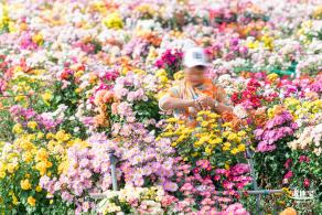 大鹏菊花展