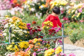 大鹏菊花展