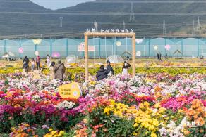 大鹏菊花展